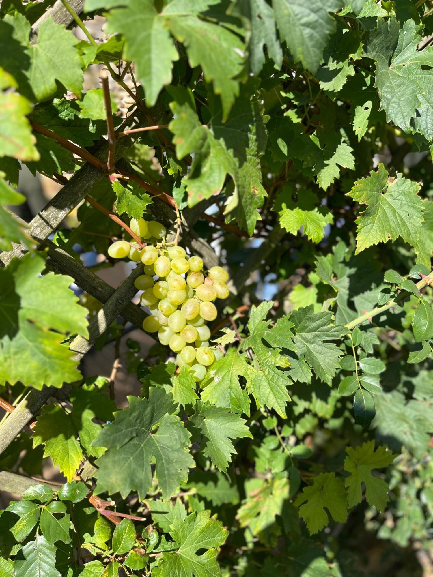 Halte Vendeenne Atypique Saint-Germain-l'Aiguiller Eksteriør billede
